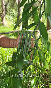 Vanilla planifolia