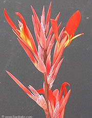 Canna indica Flamea