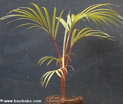 Junge Pflanze - Acanthophoenix rubra 