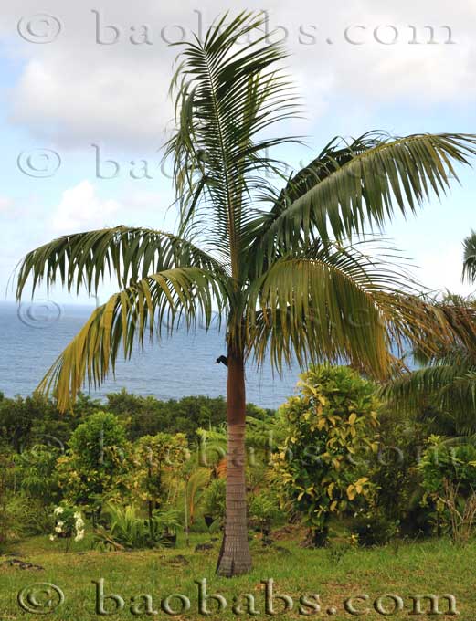 Palmiste Rouge/Barbel Palm - Acanthophoenix rubra