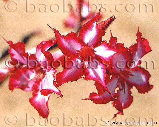 Adenium multiflorum - Sabi star