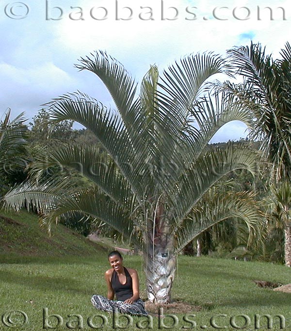 Dreieckspalme - Dypsis decaryi