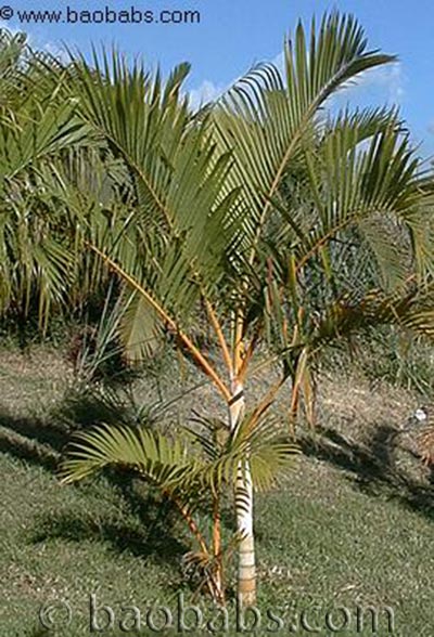 Goldfruchtpalme - Dypsis lutescens