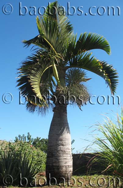 Hyophorbe lagenicaulis - Flaschenpalme oder Fasspalme
