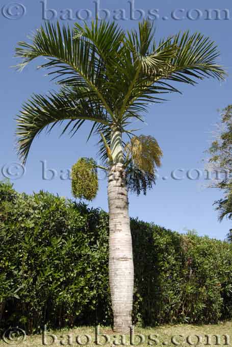 Spindelpalme - Mascarenapalme - Hyophorbe vershaffeltii 