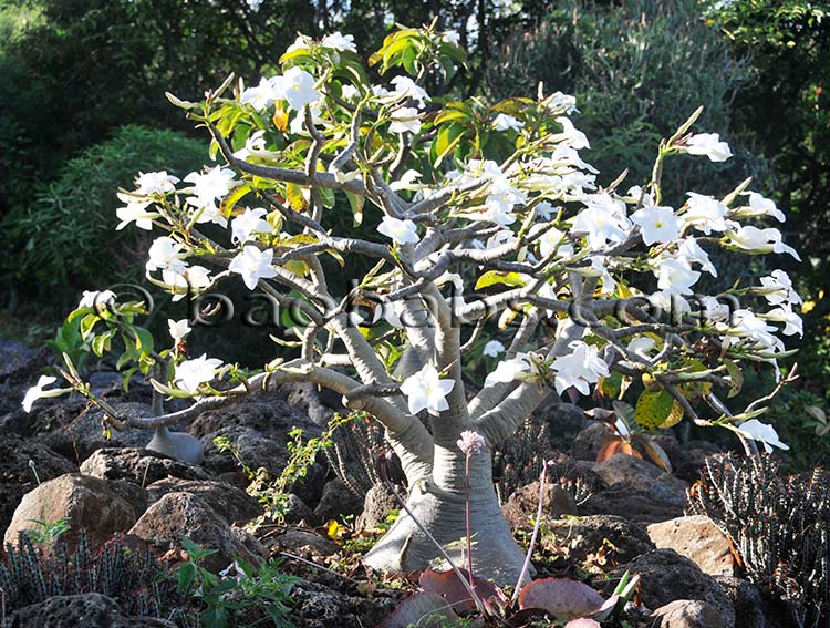 Pachypodium decaryi