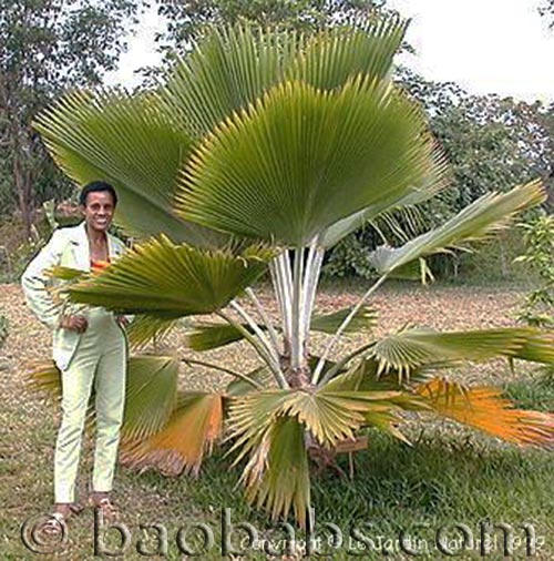 Palmier D'Hawai - Pritchardia pacifica