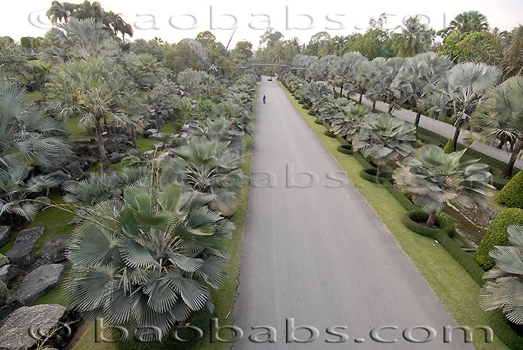 Blaue Palmen - 'Bismarckpalme' Bismarckia nobilis - Copernicia hospita