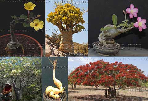 Piante a bonsai