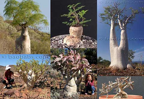 Piante a caudex
