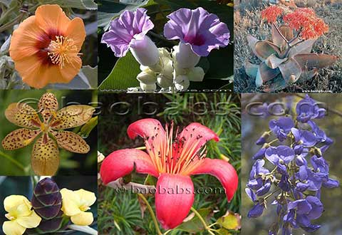 Pianta a fiori