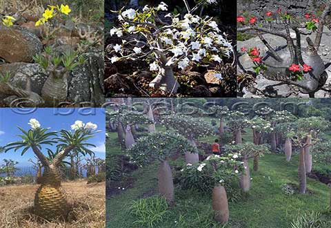 Pachypodium