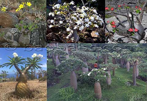 Pachypodium