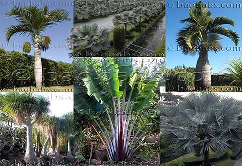 Palme e Simili