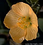 Abutilon pseudocleistogamum