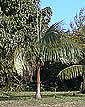 Palms,palm-tree,tropical palm