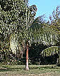 Palm seeds and seedlings, palm-tree