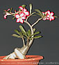 Adenium obesum