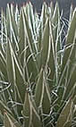 Agave filifera