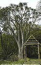 Aloe barberae (bainesii)