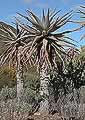Aloe marlothii