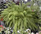 Palm seeds and seedlings, palm-tree
