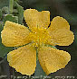 Abutilon guineense