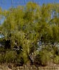 Acacia bellula