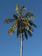 Palms,palm-tree,tropical palm