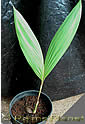 Palm seeds and seedlings, palm-tree