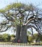 Adansonia digitata