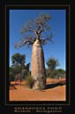 Adansonia fony poster