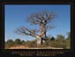 Adansonia grandidieri poster