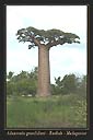 ADANSONIA GRANDIDIERI I