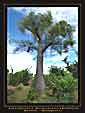 Adansonia madagascariensis poster