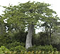 Adansonia perrieri