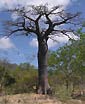 Adansonia suarezensis