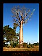 Adansonia za poster