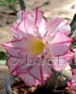 Adenium DBL DELICE