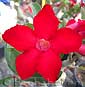 Adenium obesum RED