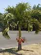 Palm seeds and seedlings, palm-tree