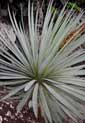 Agave BLUE SWORD