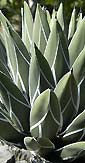 Agave fernandi regis