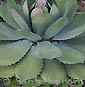 Agave potatorum