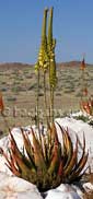 Aloe gariepensis