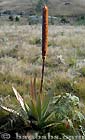 Aloe macroclada