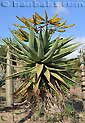 Aloe marlothii