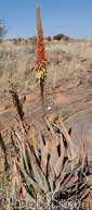 Aloe namibiensis
