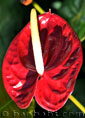 Anthurium LIPSTICK