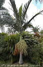 Graines et plants de palmiers tropicaux